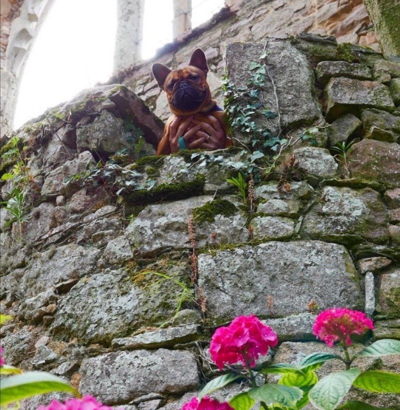 ABBAYE DE BEAUPORT AVEC CHIEN