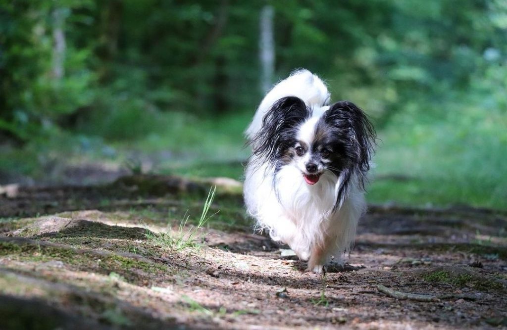 Forêt de Tronçais chien accepté