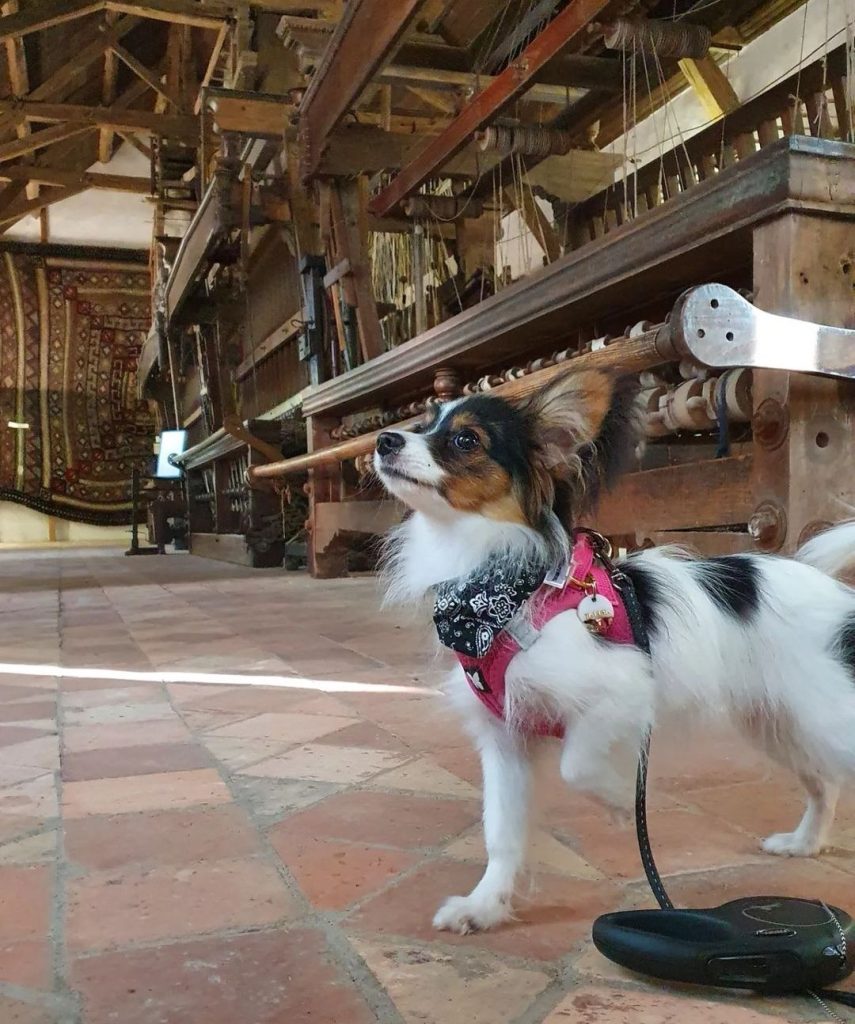 Musée des Métiers de St Laurent de la Plaine chien accepté