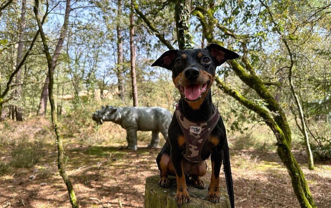 Parc De Préhistoire De Bretagne