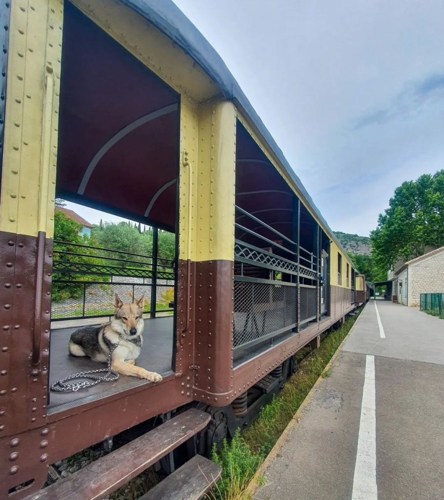 Train à Vapeur des Cévennes chien accepté