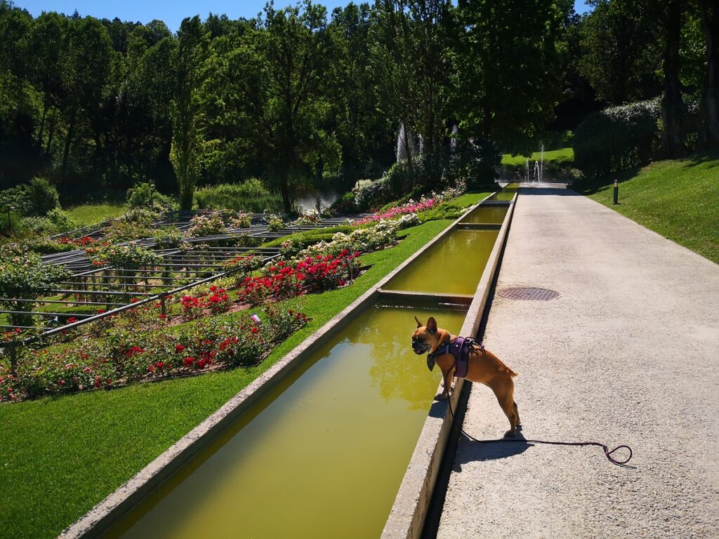 activité à faire avec un chien dordogne les jardins de l'imaginaire