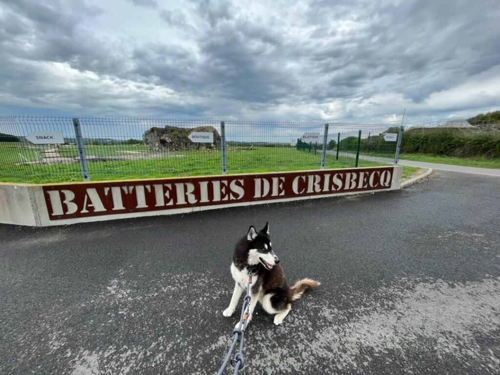 batteries de crisbecq chien accepté