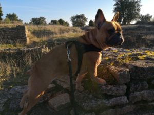 visite avec chien camp de césar