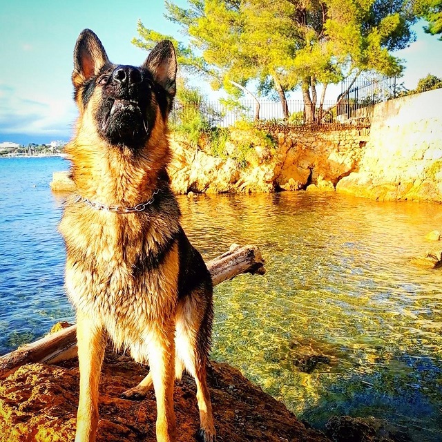 cap d'antibes avec chien