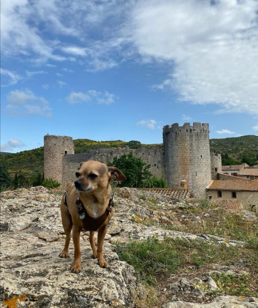 château de villerouge-termenès chien autorisé