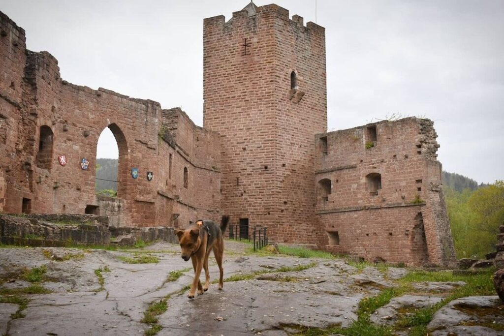 château de wangerbourg avec chien