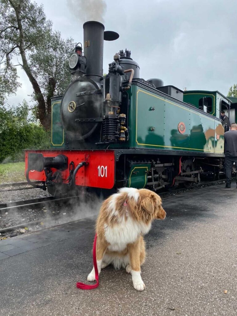 chemin de fer de la baie de somme accepte chien