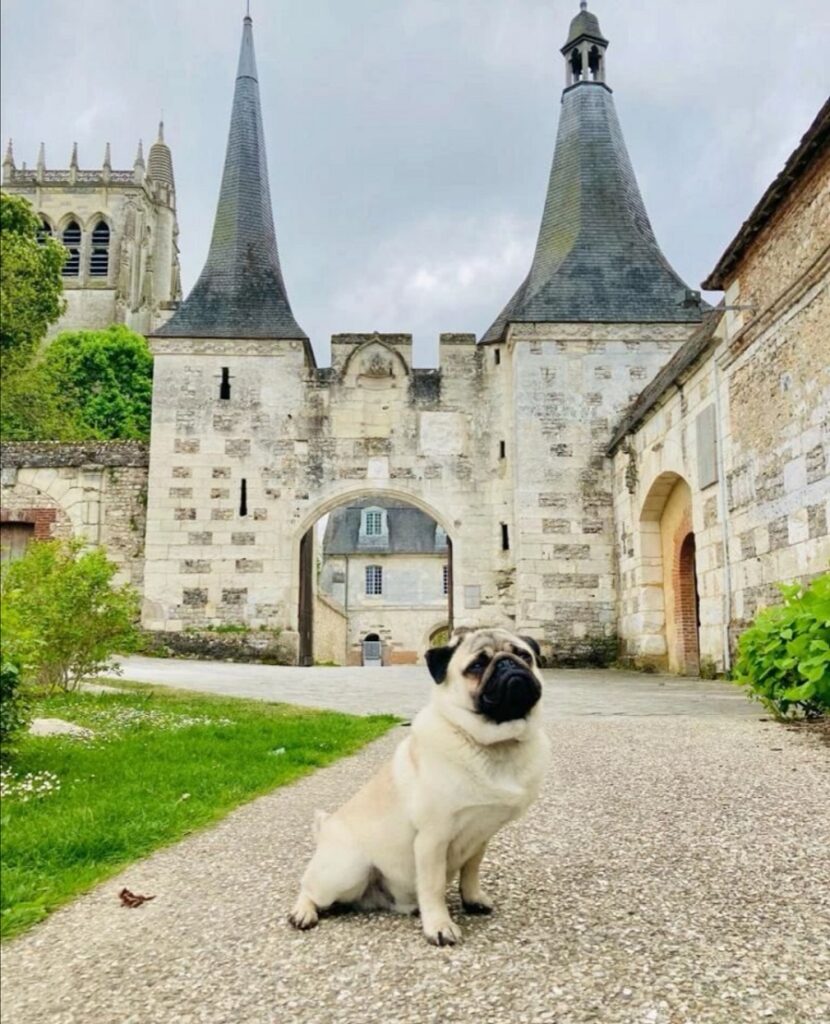 chien qui visite le bec-hellouin abbaye