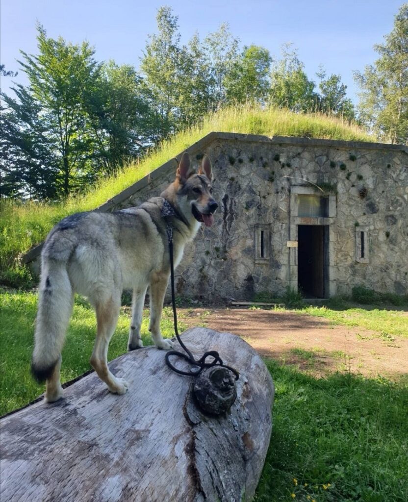 chien qui visite le fort de tamié