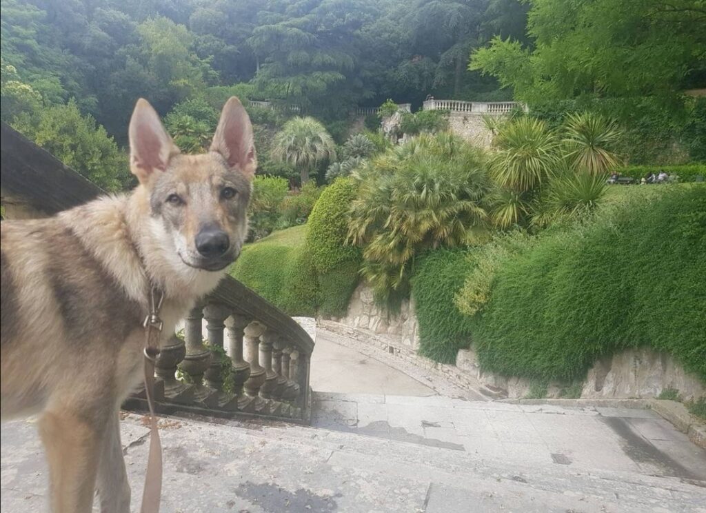 chien qui visite nîmes