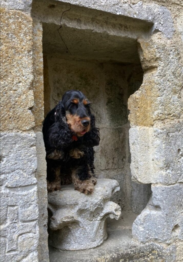 chien qui visite yevre le chatel