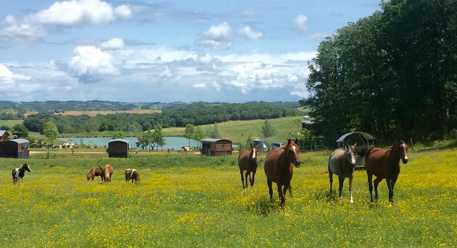 domaine d'escapa chien bienvenu séjour gers