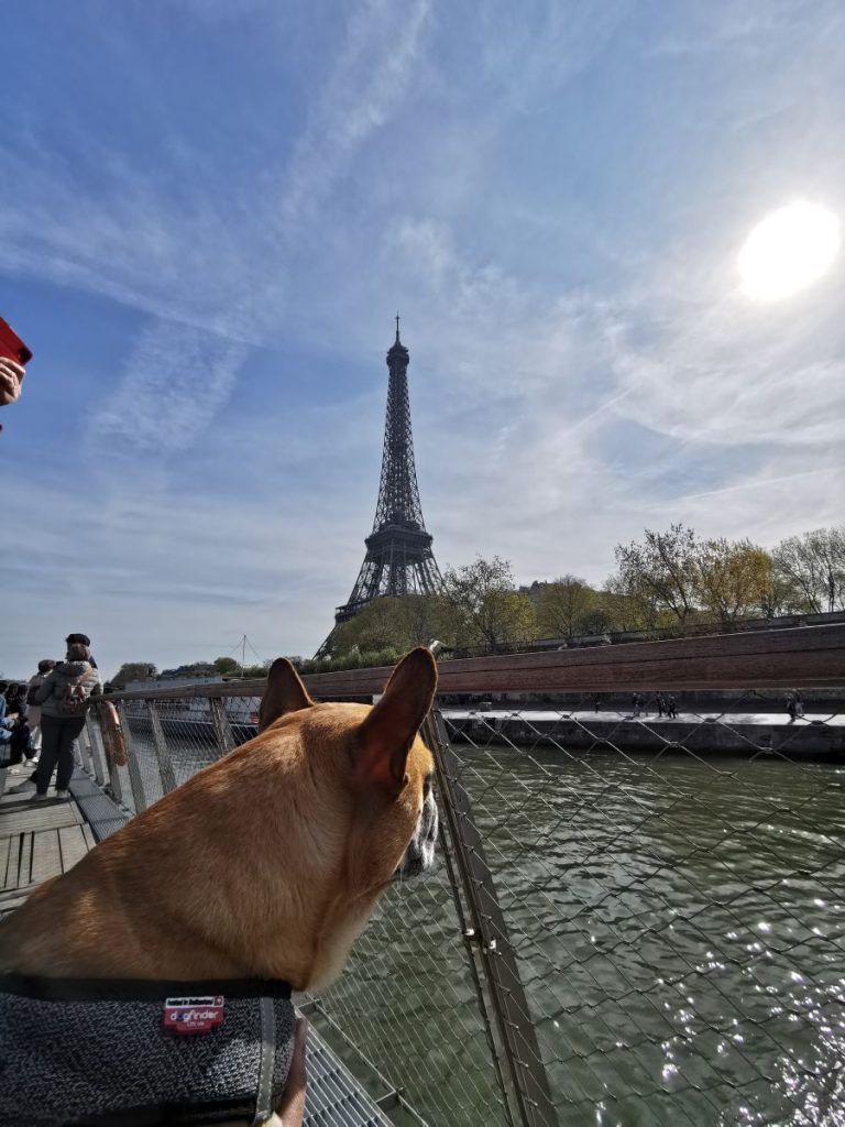 faire une croisière avec son chien à paris batobus