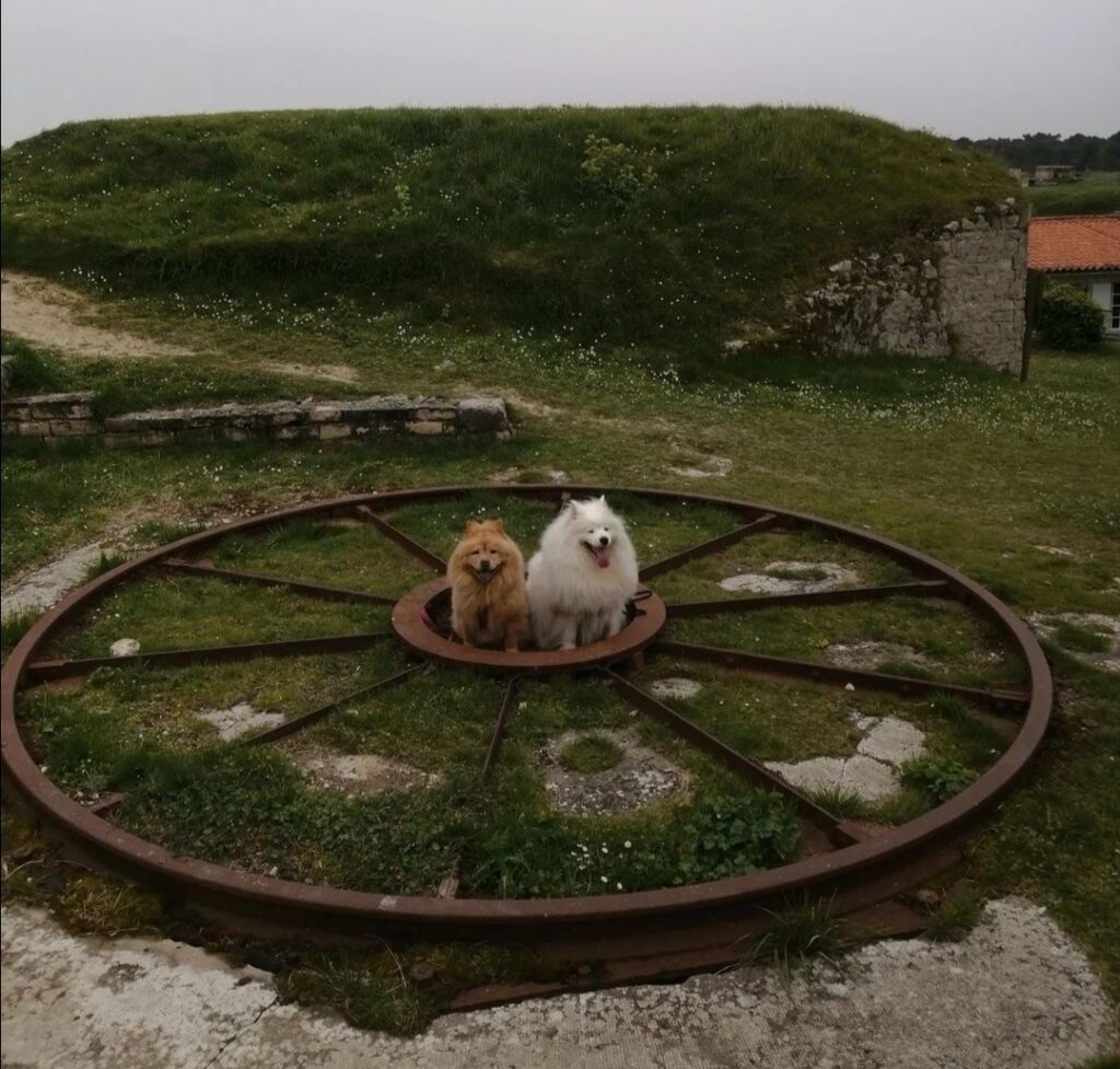 fort la prée chien accepté