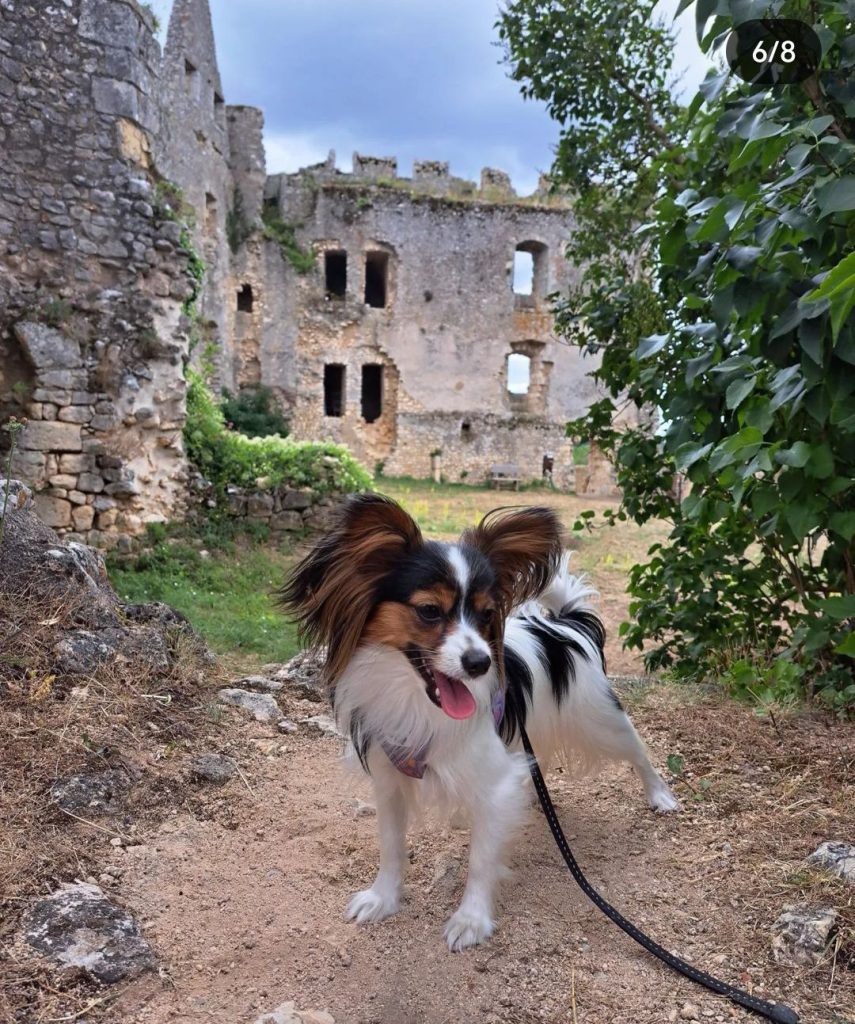 forteresse angles-sur-l'anglin chien admis