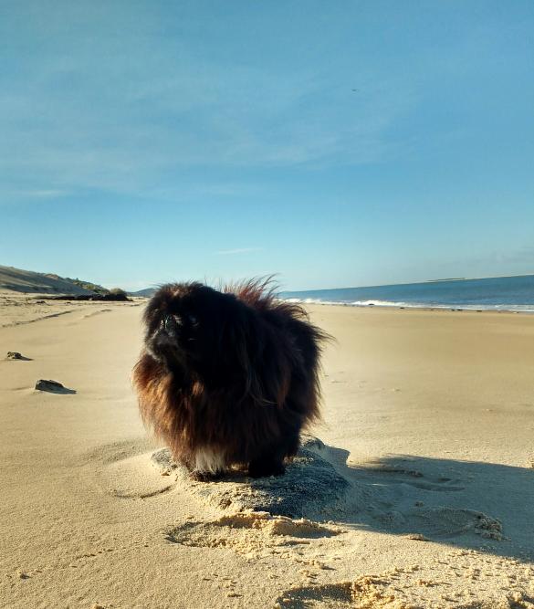 La Dune du Pilat