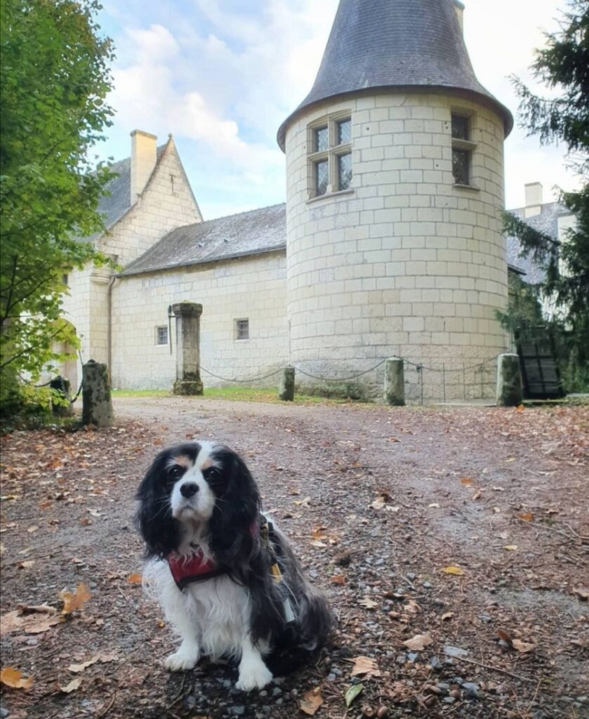 manoir de launay chien accepté