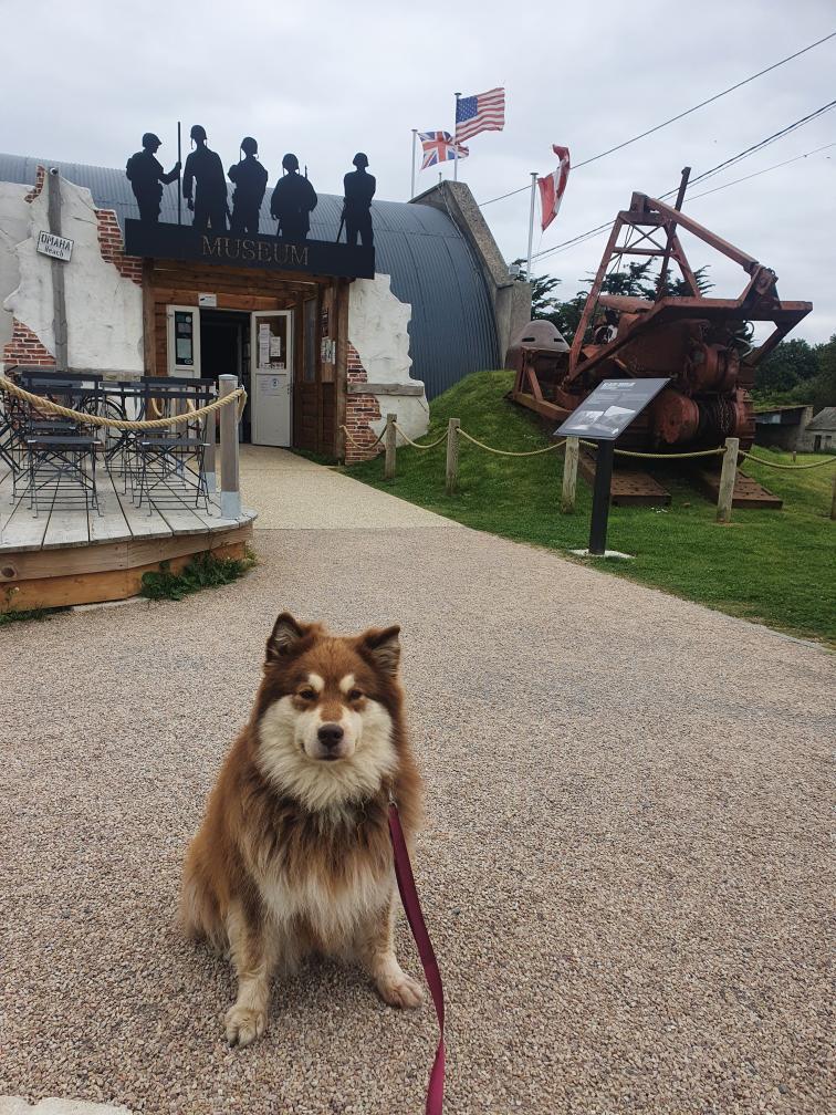 musée D-Day Omaha accepte chien