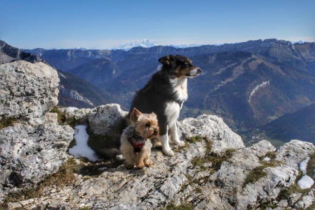 massif de la chartreuse avec chien