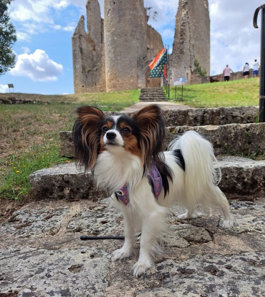 tourisme avec mon chien Angles-sur-l'Anglin