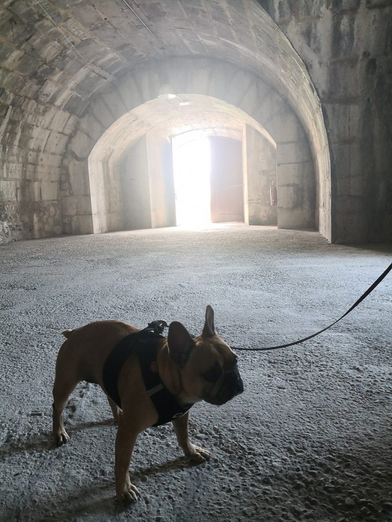 tourisme avec mon chien isère