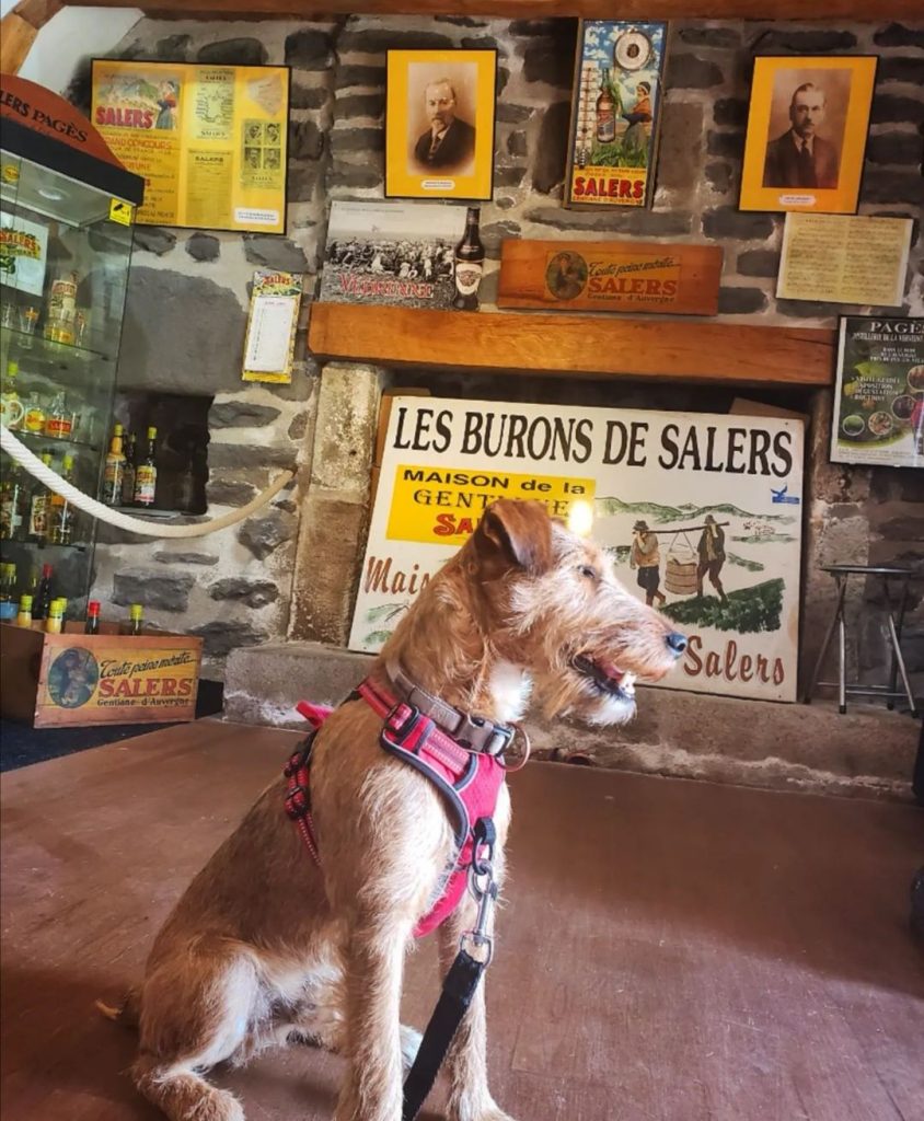 visite avec chien Musée du Fromage et de la Vache Salers dans le cantal