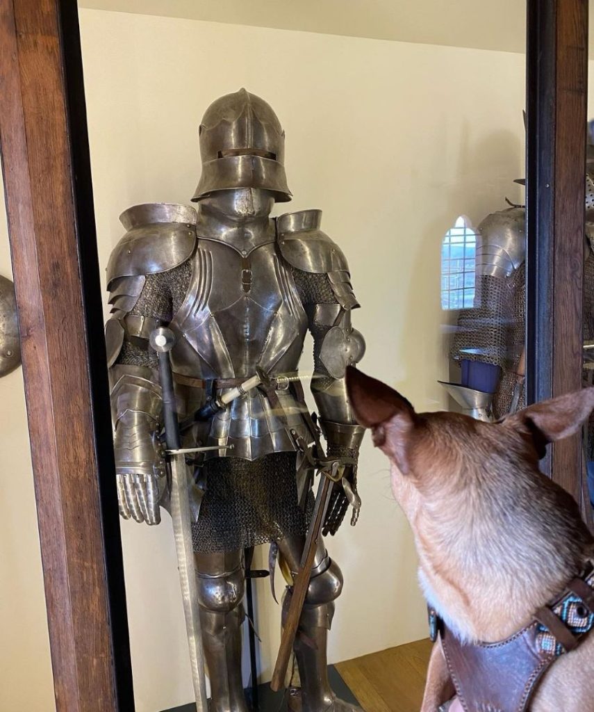 visite avec chien aveyron château calmont d'olt