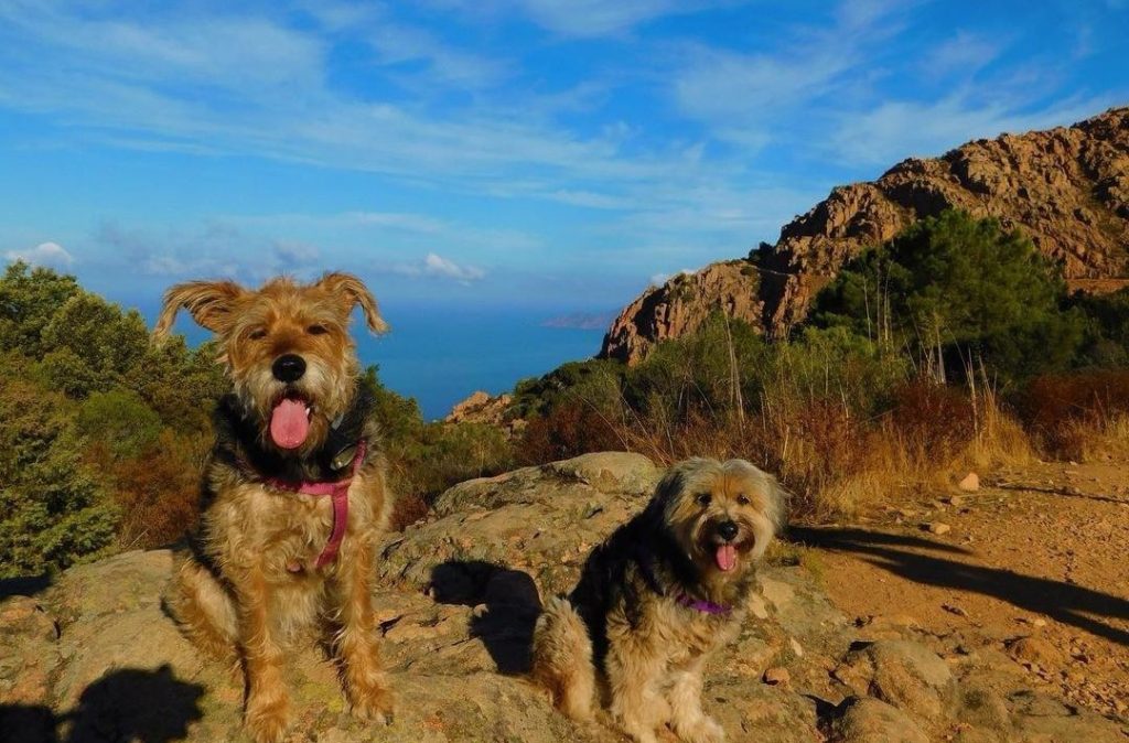 visite calanque de piana avec chien