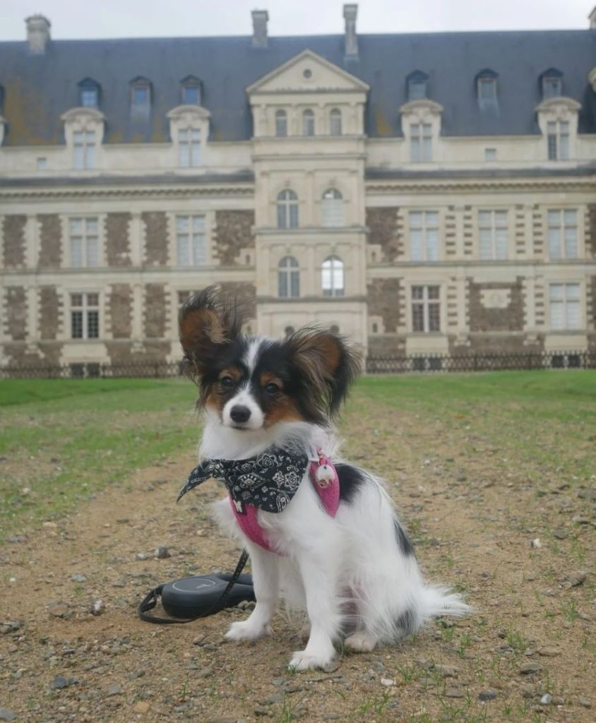 visite château de serrant avec chien