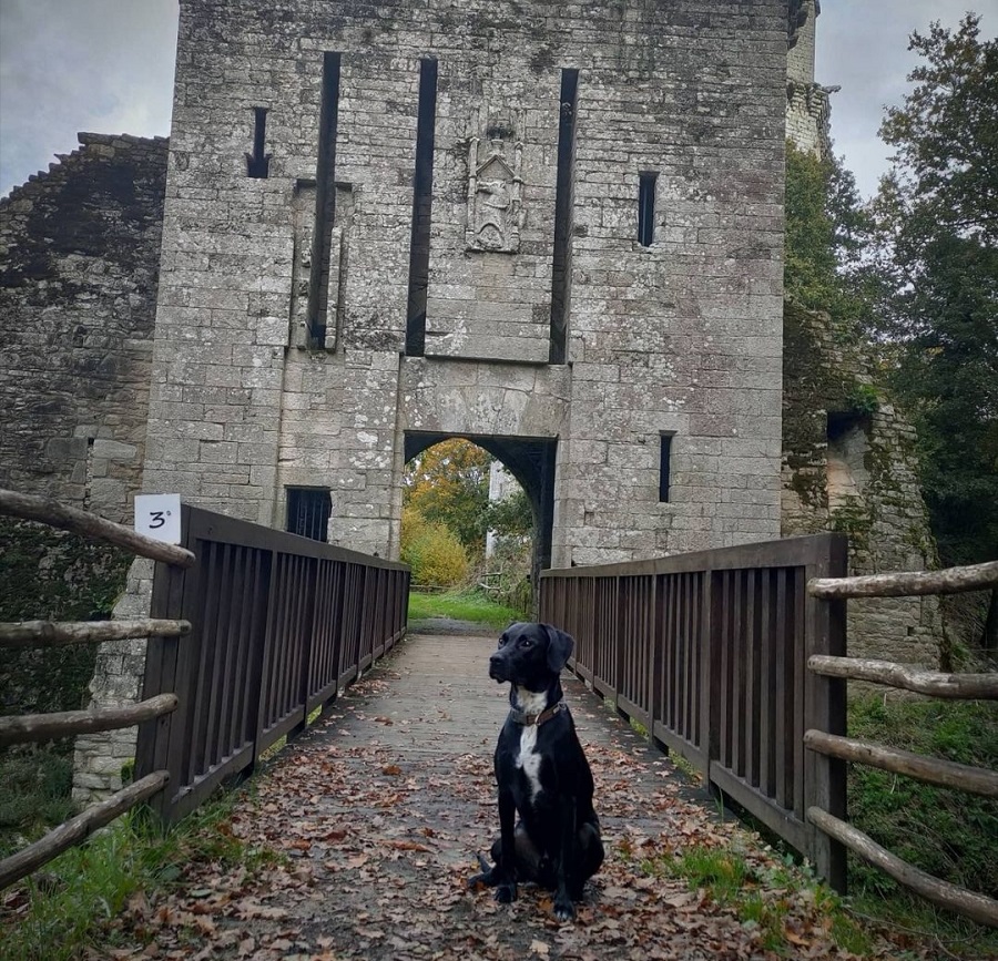 visite forteresse de largoët avec chien