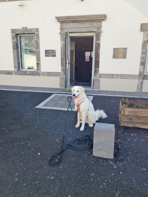 visite musée avec chien