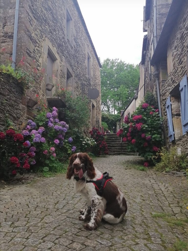 visite rochefort-en-terre avec chien