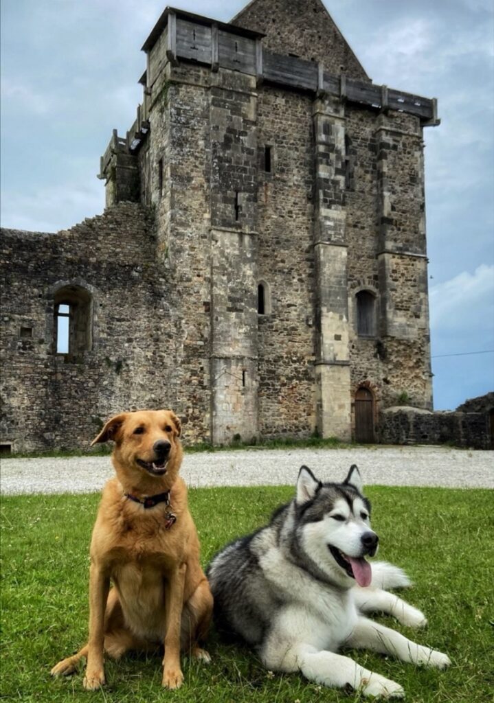 château saint sauveur le vicomte chien autorisé