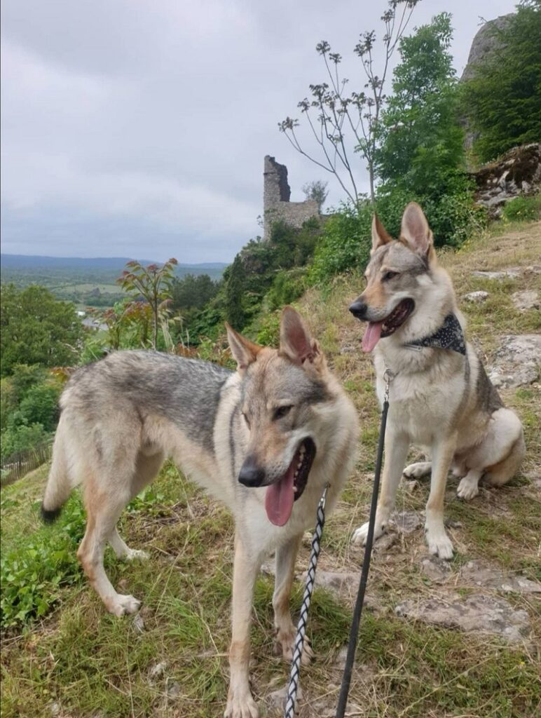 visite le roc castel avec chien