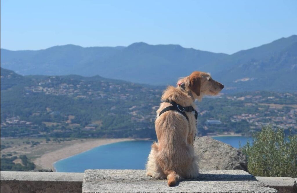 visiter propriano avec chien