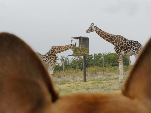 Safari de Peaugres