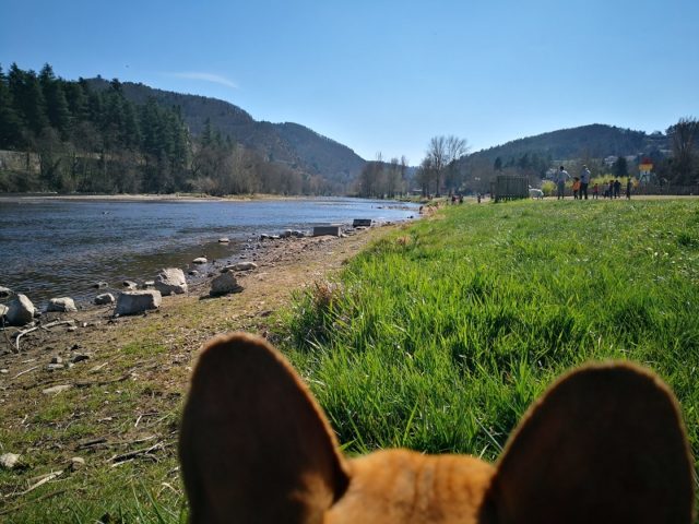 Le Saut du chien