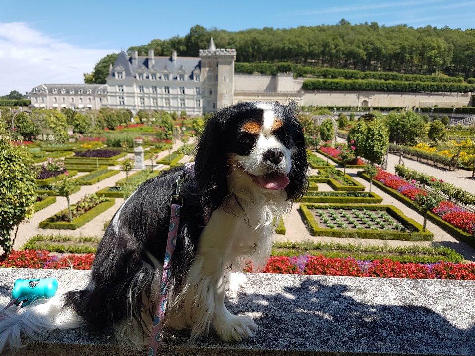 Les Châteaux De La Loire Avec Son Chien Tourisme Avec Mon