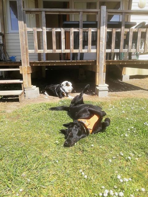 chien séjour carnac en camping