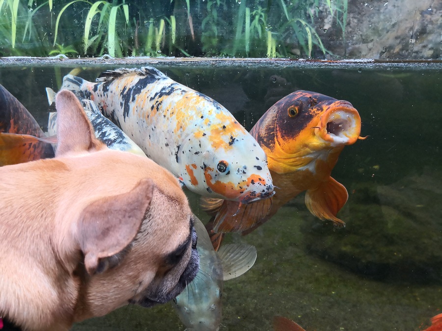 Aquarium du Périgord Noir