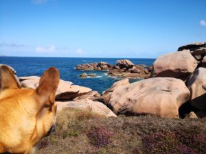 visiter la france avec votre chien