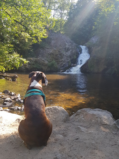 Le Morvan avec votre chien