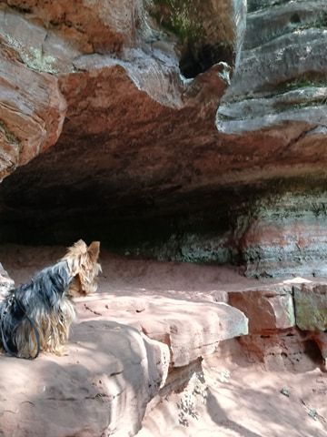 colorado lorrain avec chien