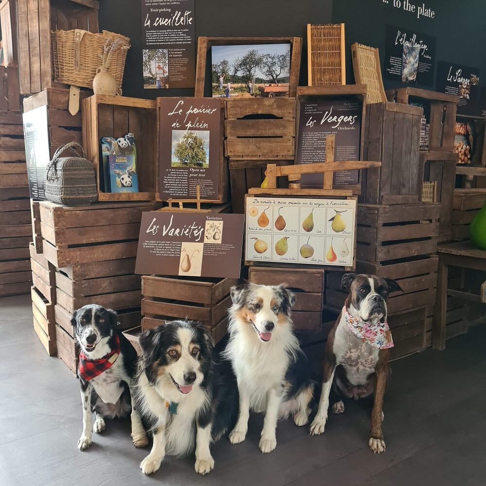 visite musée en touraine avec chiens