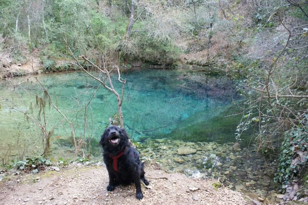 vacances avec chien en ardèche