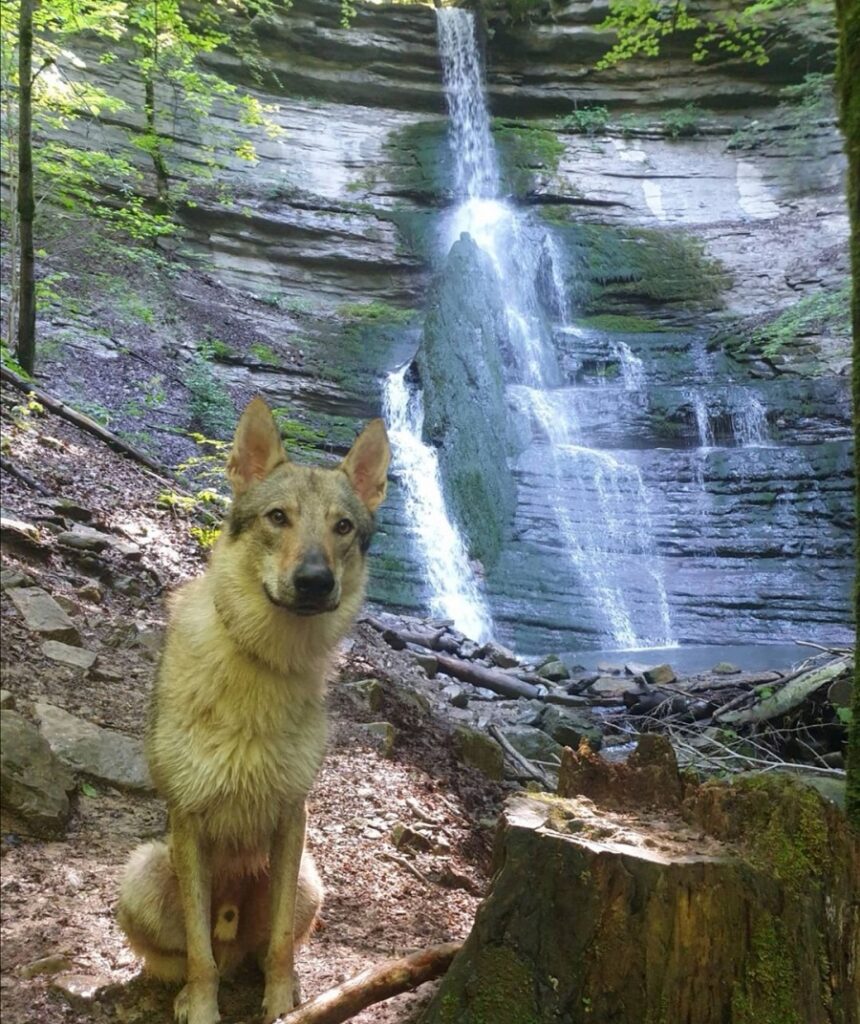 cascade des dioux balade chien