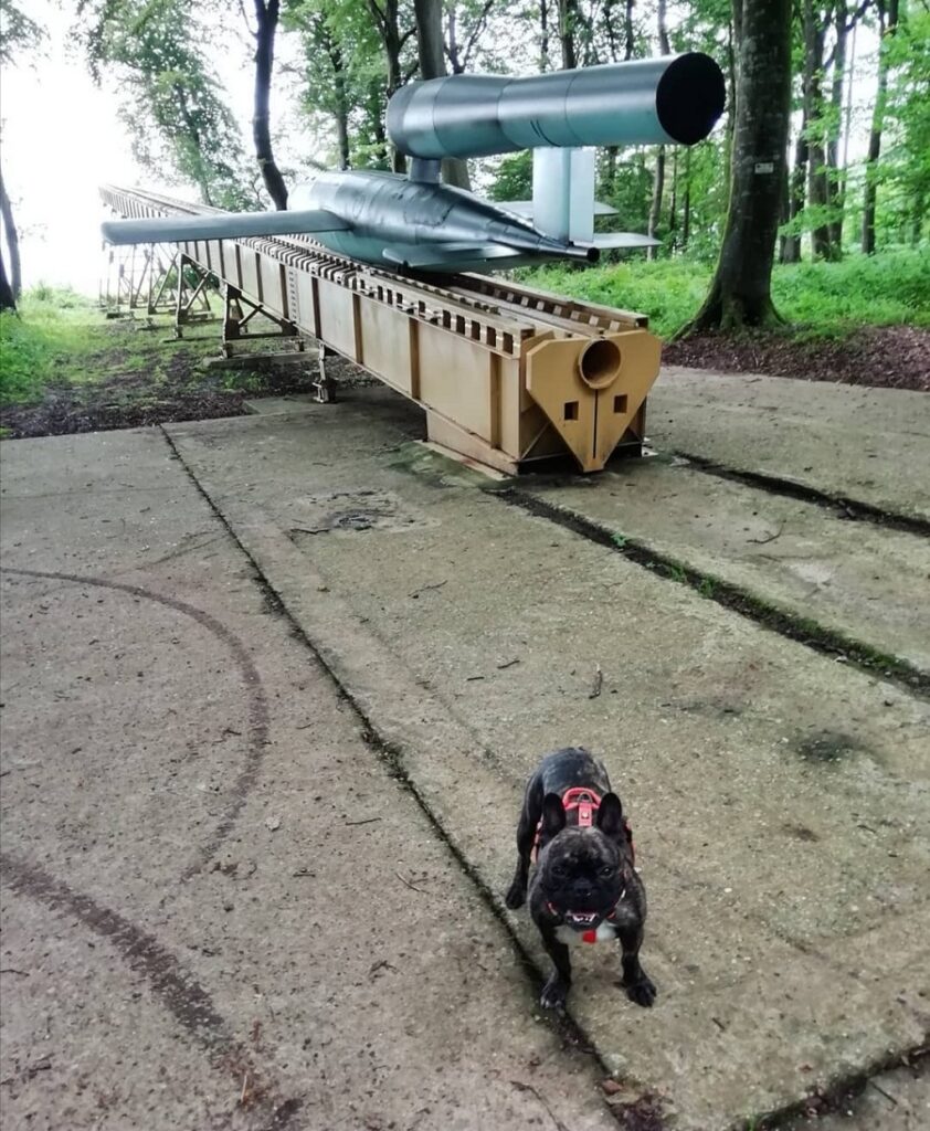 forêt d'eu avec chien