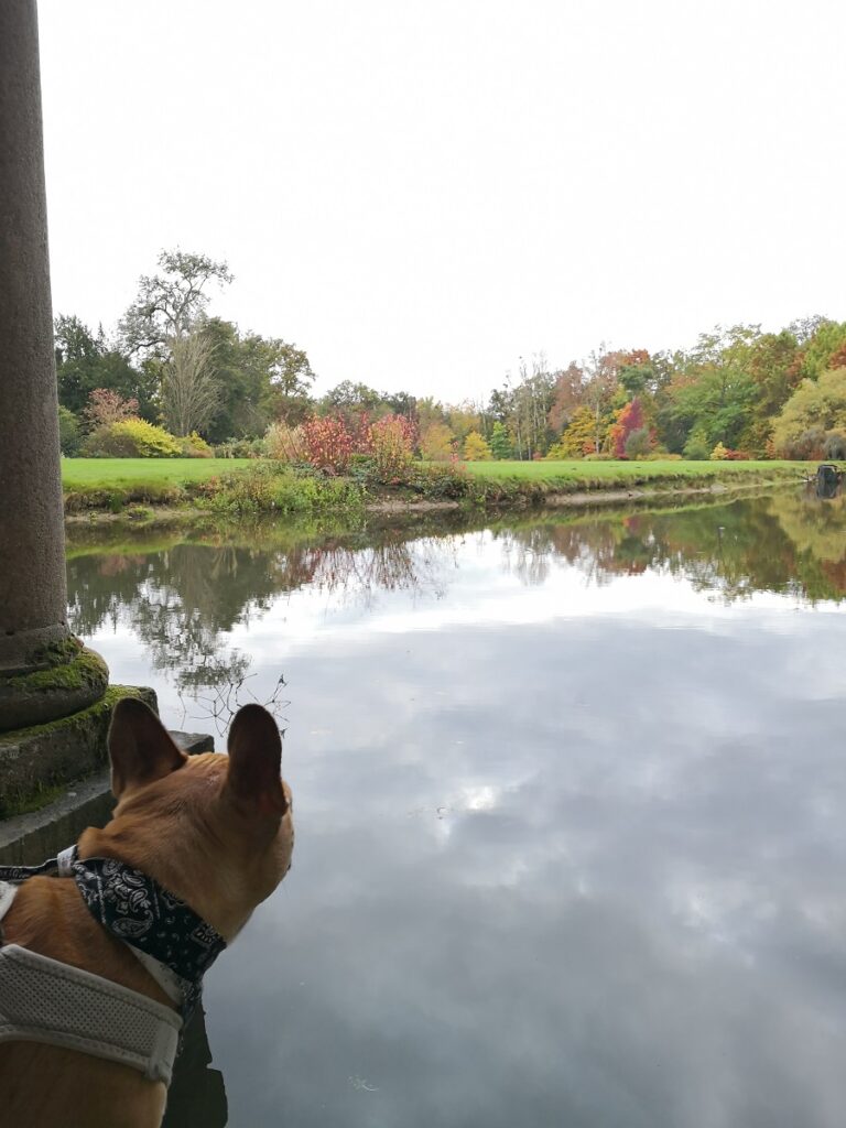 visiter l'arboretum de balaine avec un chien