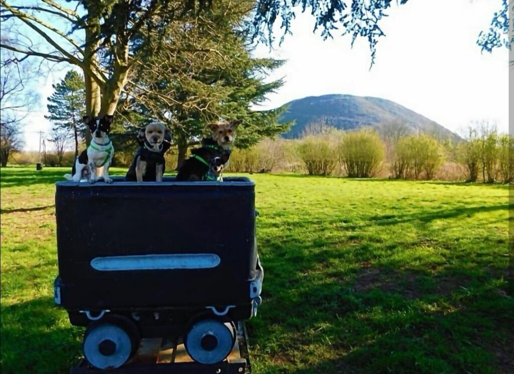 Terril d'Estevelles randonnée avec chien